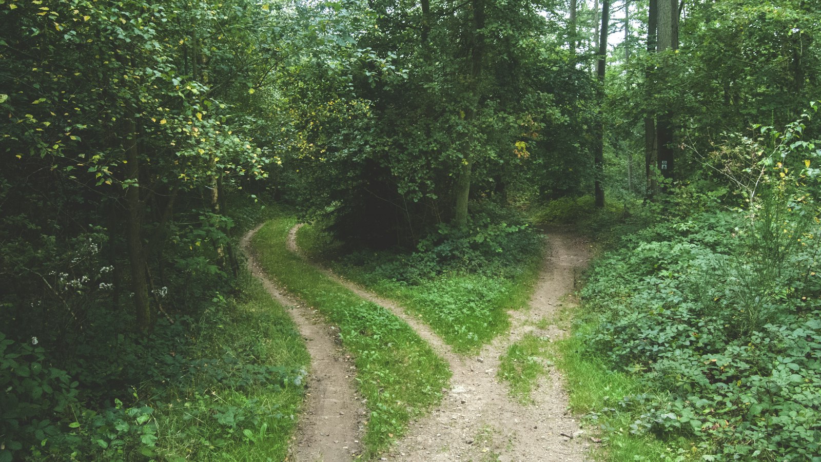 Trilha que se divide em dois caminhos na floresta