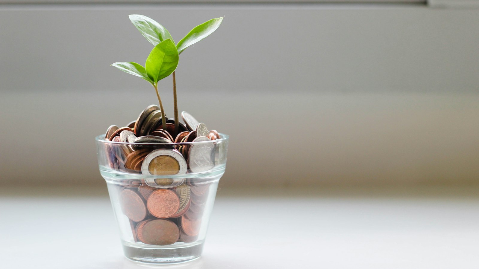 Planta brotando em um copo com moedas
