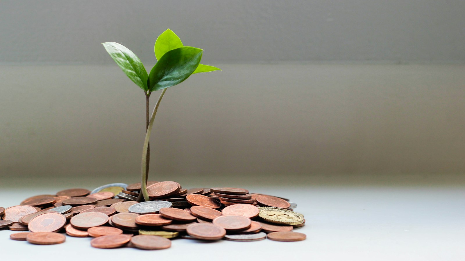 Planta crescendo em meio a moedas